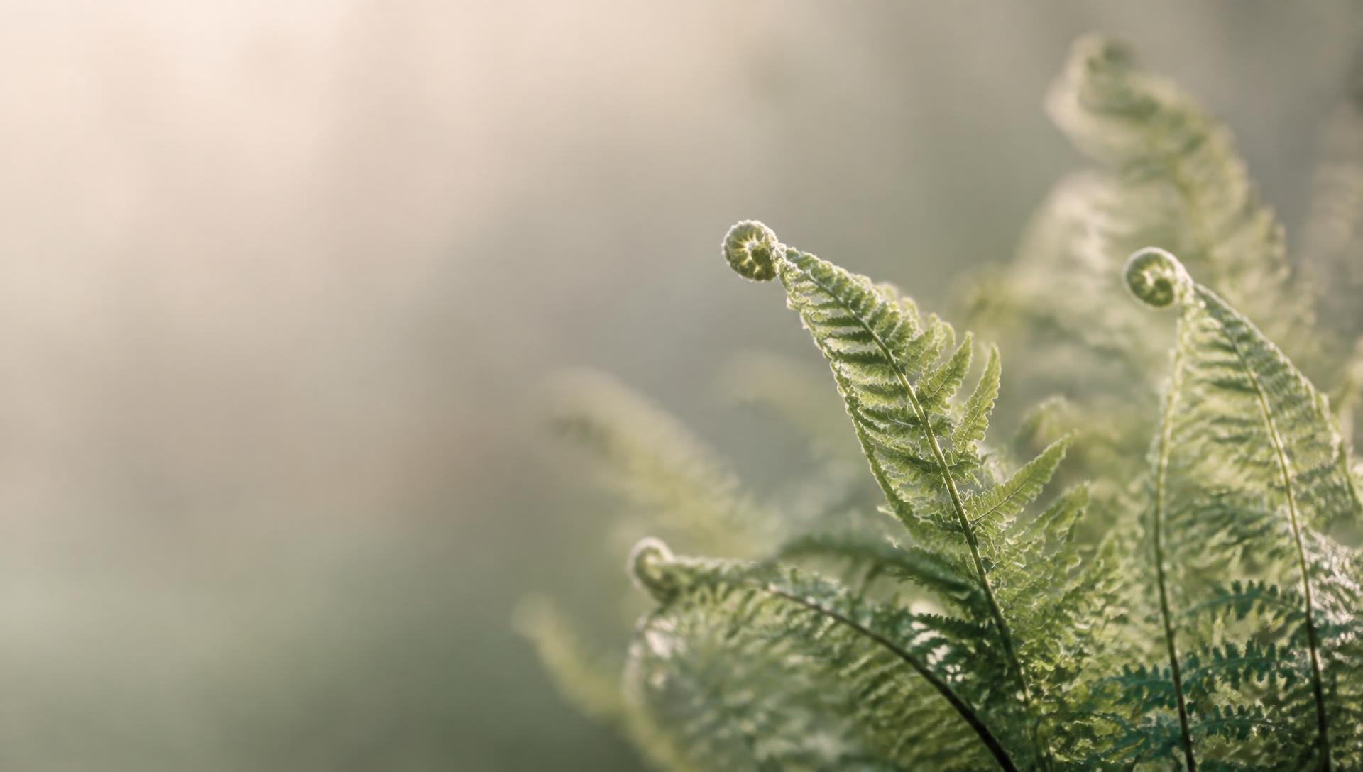 Unfurling fern fronds in soft morning light